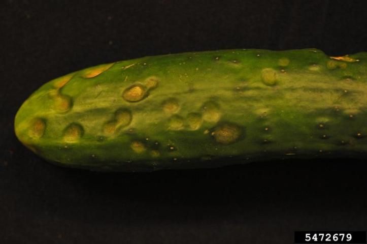 Figure 6. 'Straight Eight' cucumber plants with lesions caused by C. orbiculare infection at 14 days after inoculation.